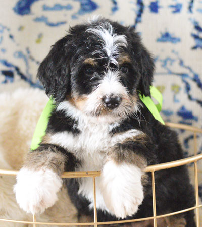 Bernedoodle Puppy from Mountain Blue Doodles in Utah