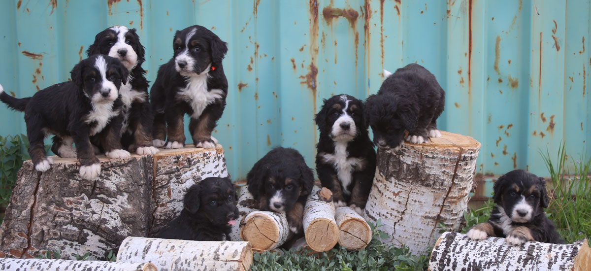 Bernedoodle Puppies By Mountain Blue Doodles In Utah Premium Breeder Of Bernedoodle Puppies